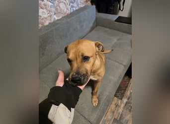 Thor - vom Kinderspielzeug zum Kettenhund