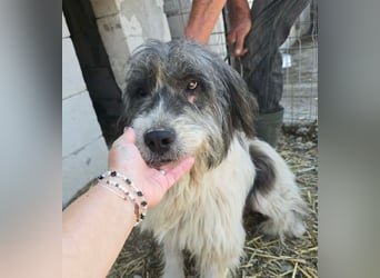 Sina hat so viel Leid ertragen