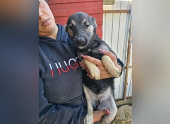 Luna  - im Wald ausgesetzt