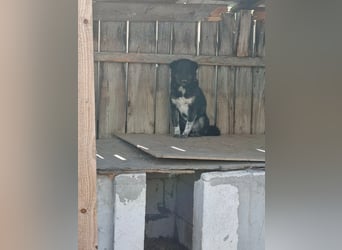 Ray sucht Hundeflüsterer