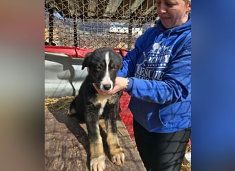 Frenchie - wäre fast erfroren