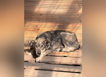 Vanessa - sucht Hundeflüsterer