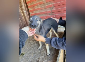 Luna  - im Wald ausgesetzt