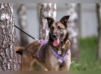 Ruhiges Zuhause für Birma gesucht