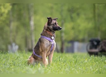 Ruhige Birma sucht warmes Körbchen