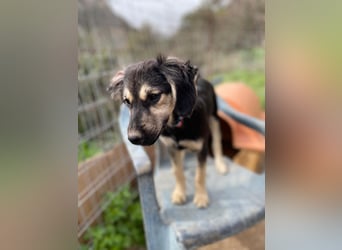 Rüde THEO sucht sein neues Zuhause