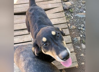 Hündin PAM sucht ihr Für-immer-Zuhause