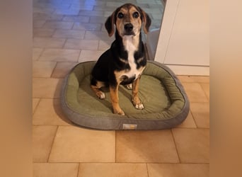 Hündin ROXY sucht ihr Zuhause