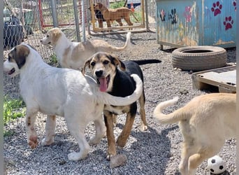 Hündin ROXY sucht ihr Zuhause