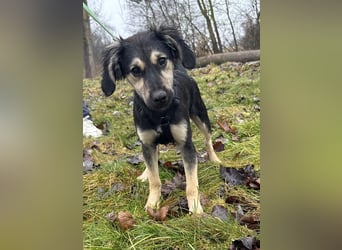 Rüde THEO sucht sein neues Zuhause