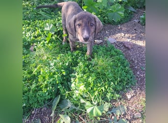 Junghund PACO sucht sein großes Glück