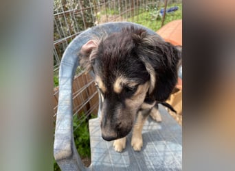 Rüde THEO sucht sein neues Zuhause