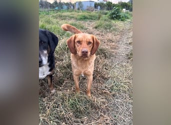 Hündin GRACE sucht ihr neues Zuhause