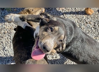 Rüde PARKER sucht seine neue Familie