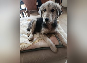 Hündin BELLI sucht ein liebevolles Zuhause