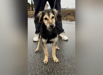 Rüde COLIN sucht sein Für-immer-Körbchen