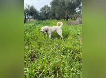 Hündin Mary sucht ein warmes Plätzchen