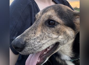 Hündin ROXY sucht ihr Zuhause