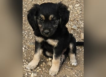 Rüde THEO sucht sein neues Zuhause