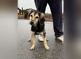 Rüde COLIN sucht sein Für-immer-Körbchen