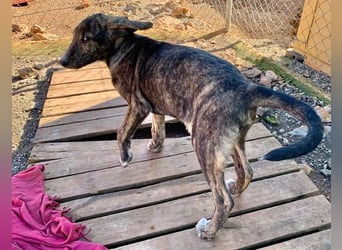 Junghund PACO sucht sein großes Glück