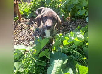 Junghund PACO sucht sein großes Glück
