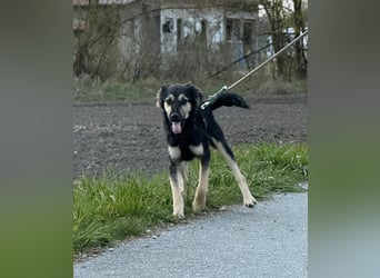 Rüde THEO sucht sein neues Zuhause