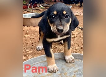 Hündin PAM sucht ihr Für-immer-Zuhause