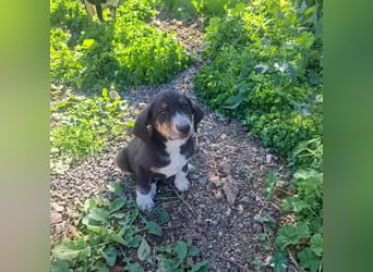 Rüde PARKER sucht seine neue Familie