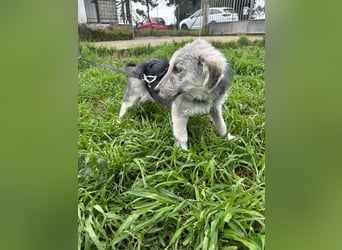 Hündin BELLI sucht ein liebevolles Zuhause