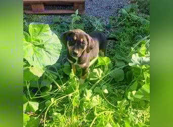 Hündin PENNY sucht ihr grosses Glück