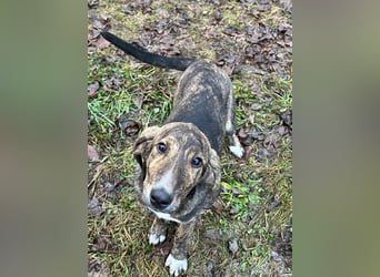 Junghund PACO sucht sein großes Glück