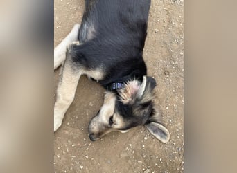 Rüde COLIN sucht sein Für-immer-Körbchen