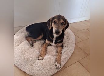 Hündin ROXY sucht ihr Zuhause