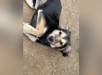 Rüde COLIN sucht sein Für-immer-Körbchen