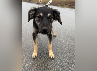 Hündin ANI sucht ihre Familie