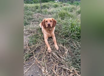 Hündin GRACE sucht ihr neues Zuhause