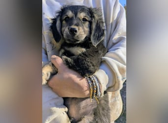 Rüde COLIN sucht sein Für-immer-Körbchen