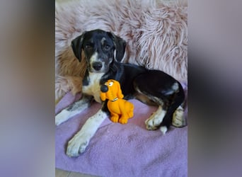 Junghündin HAZEL sucht ihr Glück