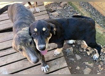 Hündin PAM sucht ihr Für-immer-Zuhause