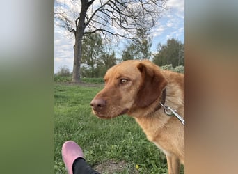 Hündin GRACE sucht ihr neues Zuhause