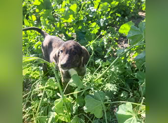 Junghund PACO sucht sein großes Glück