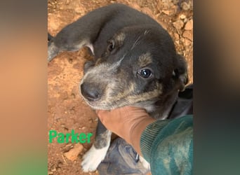 Rüde PARKER sucht seine neue Familie