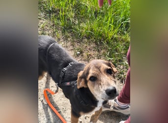 Hündin ROXY sucht ihr Zuhause
