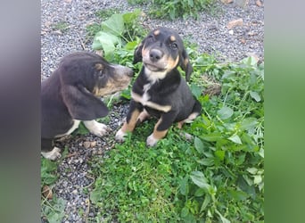 Hündin PAM sucht ihr Für-immer-Zuhause