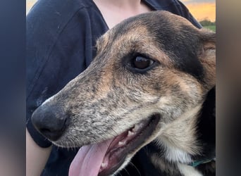 Hündin ROXY sucht ihr Zuhause