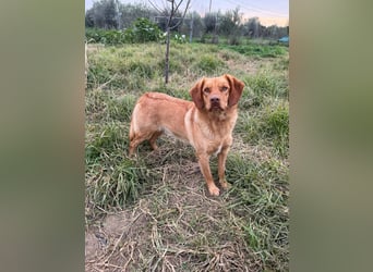 Hündin GRACE sucht ihr neues Zuhause