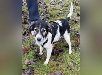 Rüde GEORGE sucht ein warmes Plätzchen