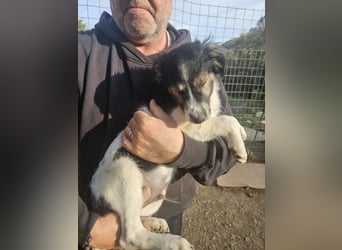 Rüde GEORGE sucht ein warmes Plätzchen