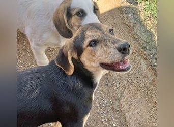 Hündin ROXY sucht ihr Zuhause